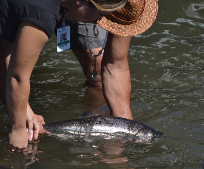 salmon release from tank